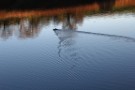 Ducks, Thruscross Reservoir